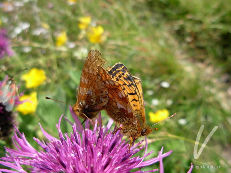 Braunfleckiger Perlmutterfalter: Übersicht